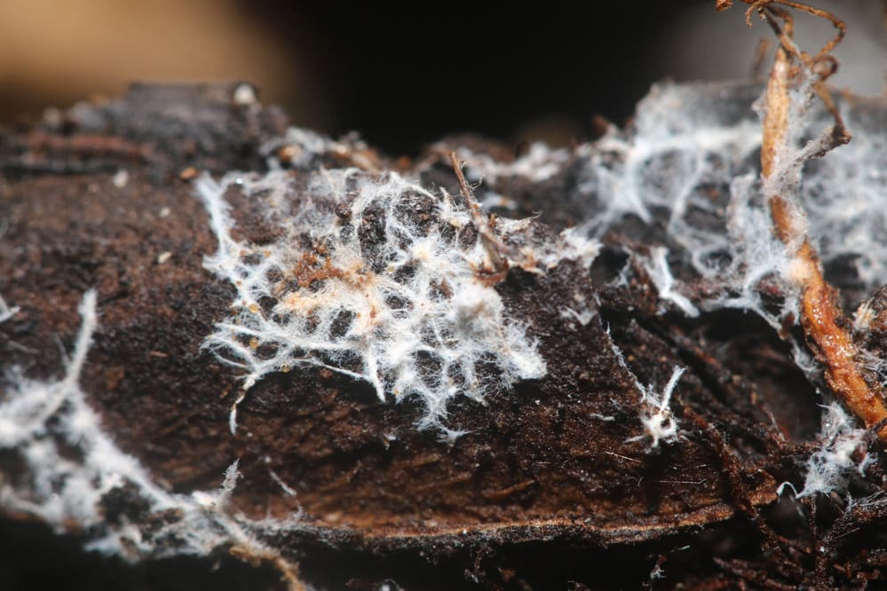 Bionova Living Soil Mycorizza Fungal Mycelium Mycorrhizae That Provide Symbiotic