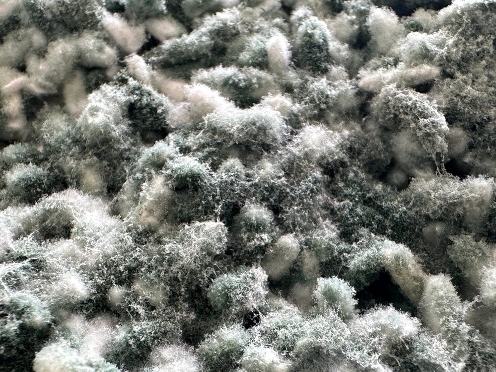 Bionova Living Soil Trichoderma benefits Preventing Plant Diseases 2