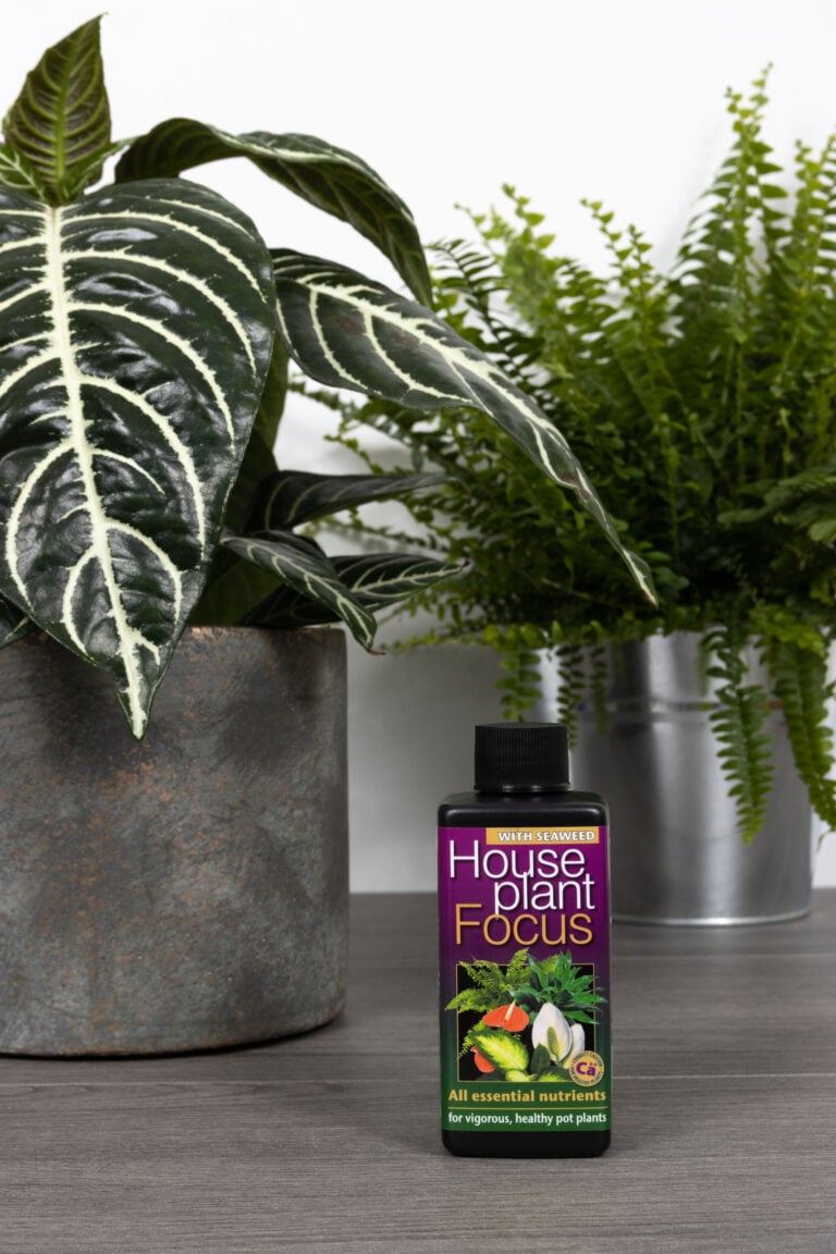 Houseplant Focus 100 ml with Aphelandra1651565710 1